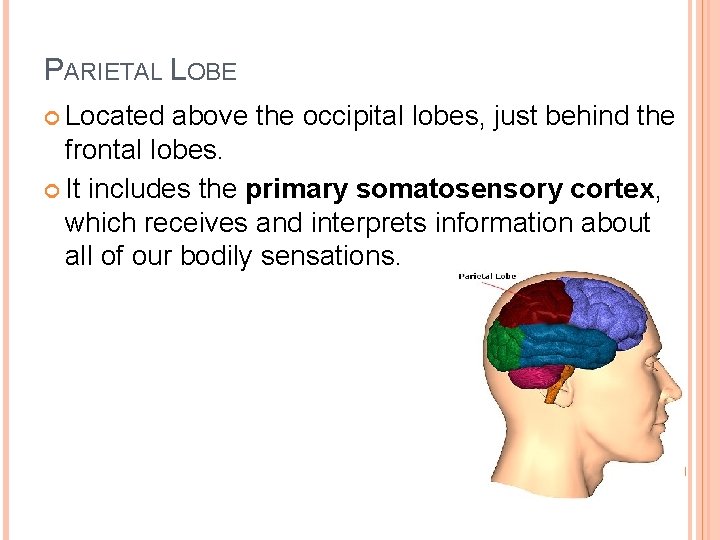 PARIETAL LOBE Located above the occipital lobes, just behind the frontal lobes. It includes