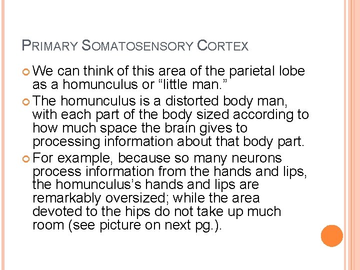 PRIMARY SOMATOSENSORY CORTEX We can think of this area of the parietal lobe as
