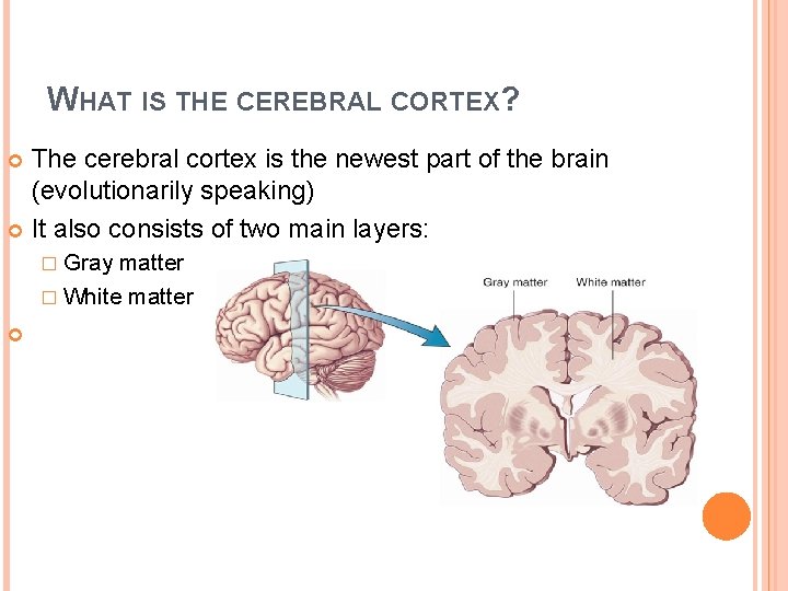 WHAT IS THE CEREBRAL CORTEX? The cerebral cortex is the newest part of the