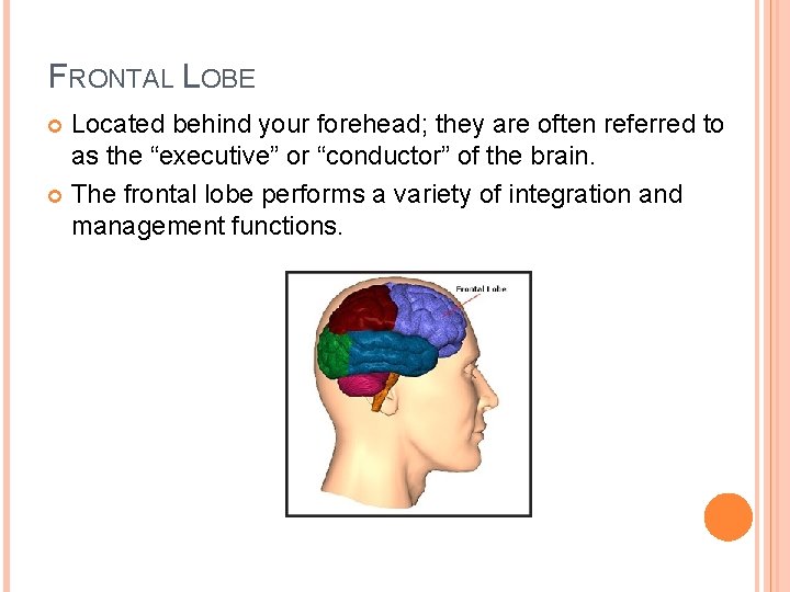 FRONTAL LOBE Located behind your forehead; they are often referred to as the “executive”