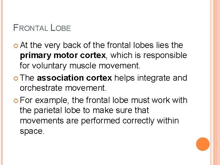 FRONTAL LOBE At the very back of the frontal lobes lies the primary motor