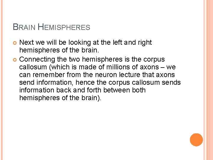 BRAIN HEMISPHERES Next we will be looking at the left and right hemispheres of