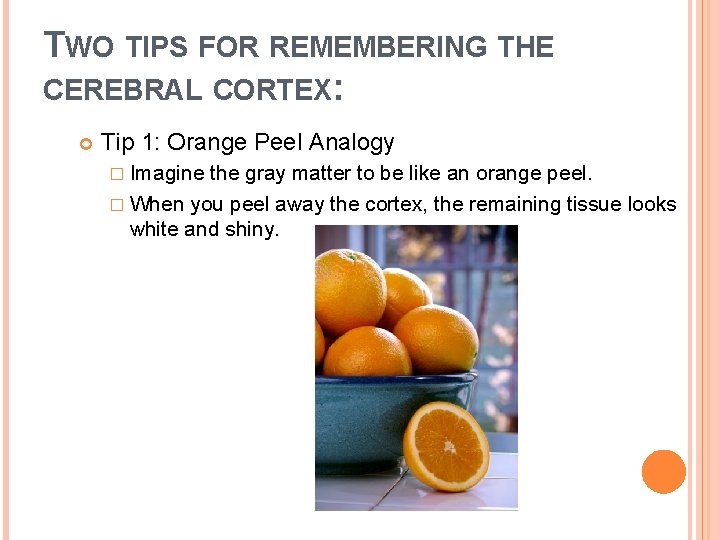 TWO TIPS FOR REMEMBERING THE CEREBRAL CORTEX: Tip 1: Orange Peel Analogy � Imagine