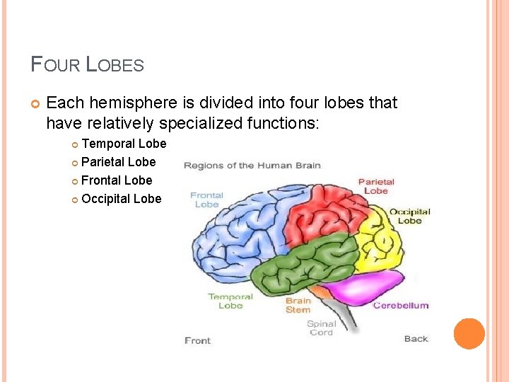 FOUR LOBES Each hemisphere is divided into four lobes that have relatively specialized functions: