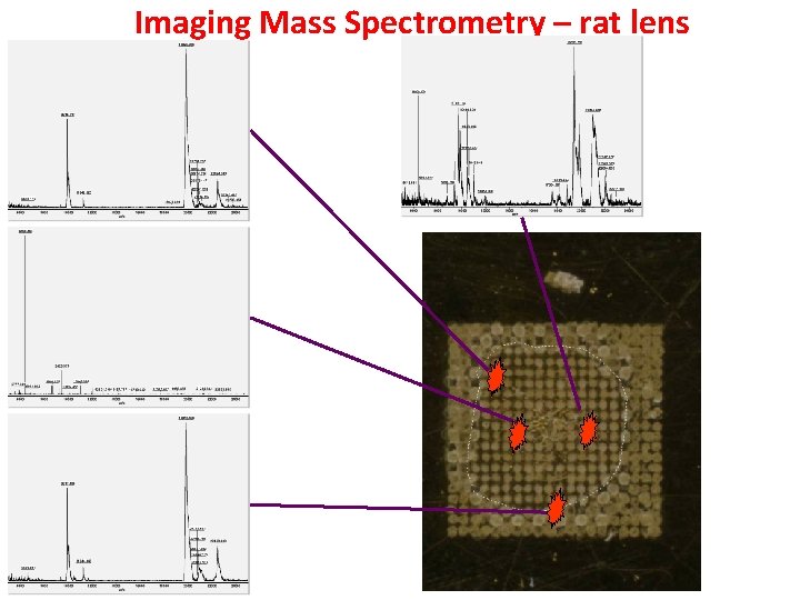 Imaging Mass Spectrometry – rat lens ` 