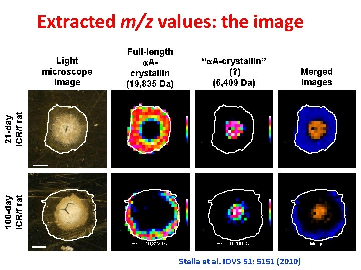 Extracted m/z values: the image “a. A-crystallin” (? ) (6, 409 Da) Merged images