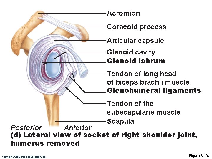 Acromion Coracoid process Articular capsule Glenoid cavity Glenoid labrum Tendon of long head of