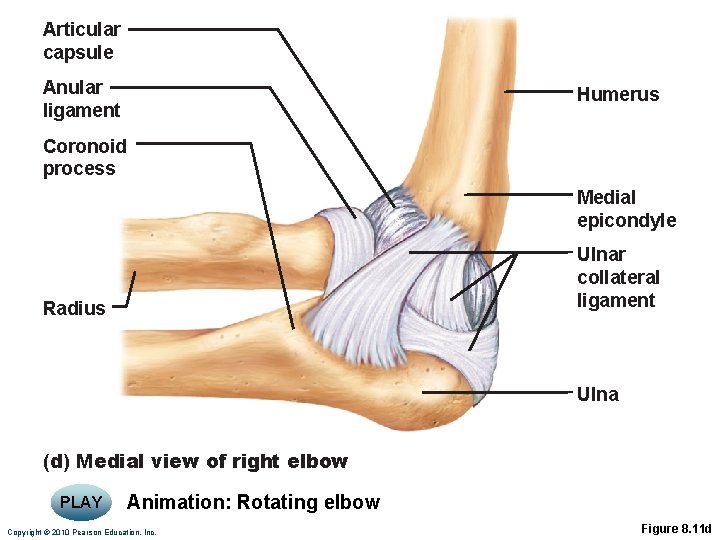 Articular capsule Anular ligament Humerus Coronoid process Medial epicondyle Ulnar collateral ligament Radius Ulna