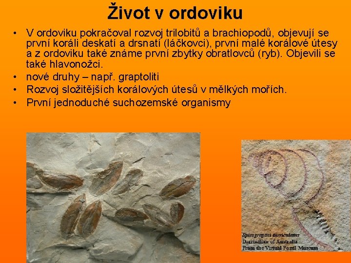Život v ordoviku • V ordoviku pokračoval rozvoj trilobitů a brachiopodů, objevují se první