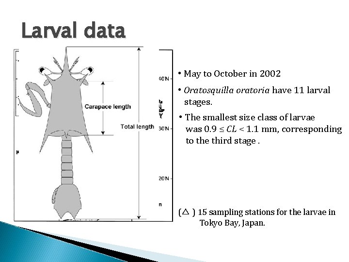 Larval data • May to October in 2002 • Oratosquilla oratoria have 11 larval
