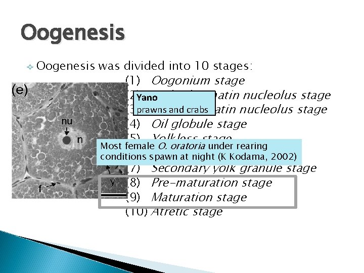 Oogenesis was divided into 10 stages: (1) Oogonium stage (2)Yano Early chromatin nucleolus stage