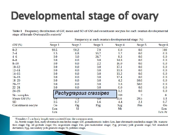 Developmental stage of ovary Pachygrapsus crassipes 