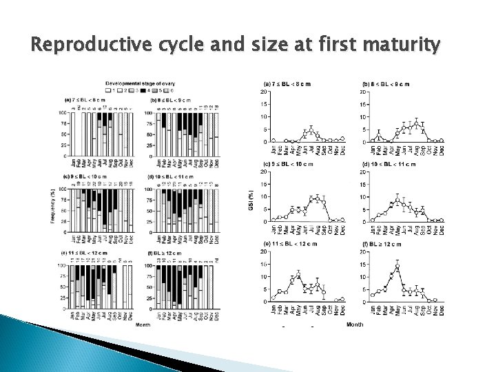 Reproductive cycle and size at first maturity stage 1 immature stage 2 previtellogenesis stage