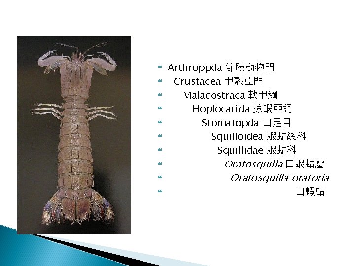  Arthroppda 節肢動物門 Crustacea 甲殼亞門 Malacostraca 軟甲綱 Hoplocarida 掠蝦亞鋼 Stomatopda 口足目 Squilloidea 蝦蛄總科 Squillidae