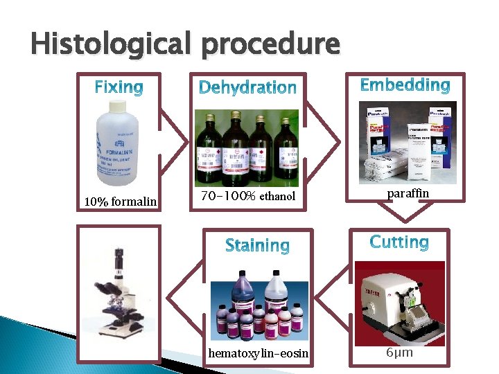 Histological procedure 10% formalin 70 -100% ethanol hematoxylin–eosin paraffin 6µm 