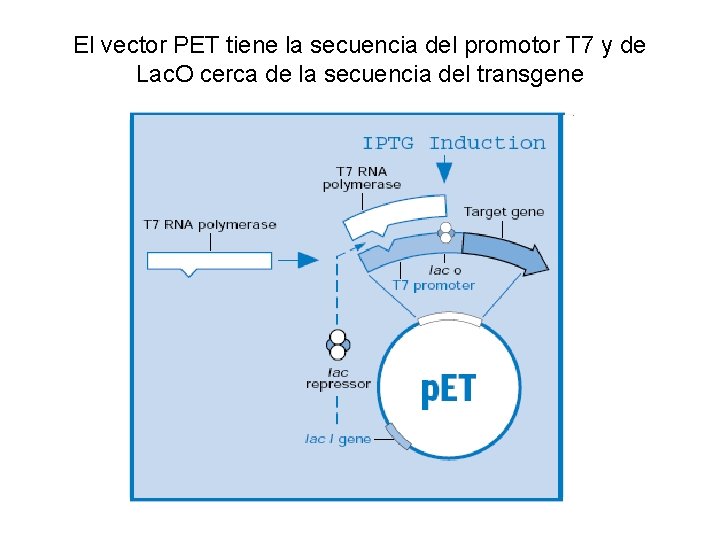 El vector PET tiene la secuencia del promotor T 7 y de Lac. O