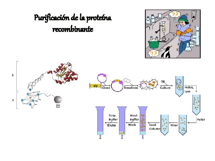 Purificación de la proteína recombinante 