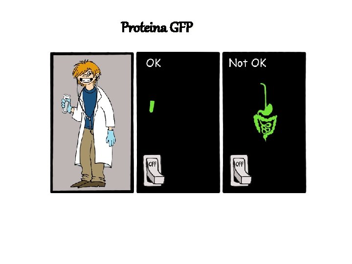 Proteina GFP 