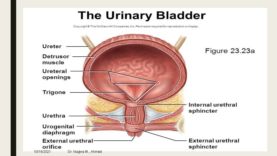 10/16/2021 Dr: Nagwa M. , Ahmed 
