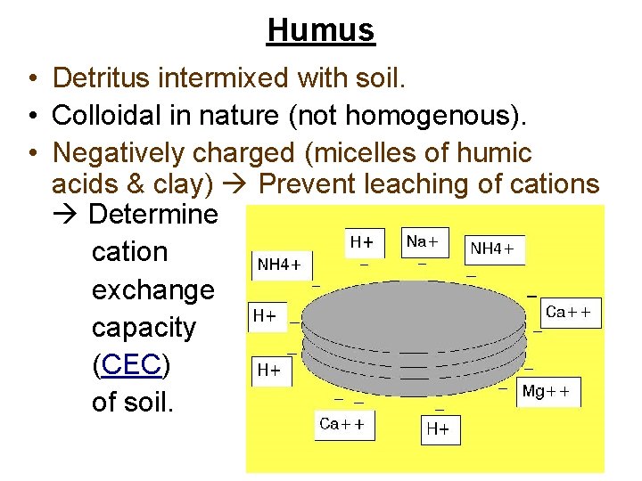 Humus • Detritus intermixed with soil. • Colloidal in nature (not homogenous). • Negatively