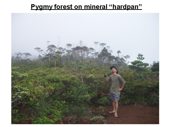 Pygmy forest on mineral “hardpan” 