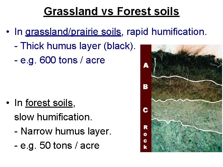 Grassland vs Forest soils • In grassland/prairie soils, rapid humification. - Thick humus layer
