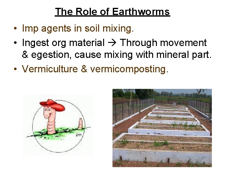 The Role of Earthworms • Imp agents in soil mixing. • Ingest org material