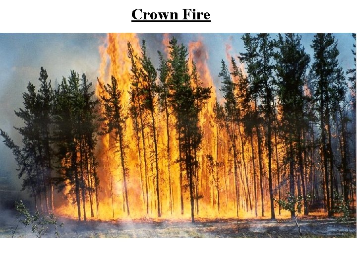 Crown Fire 