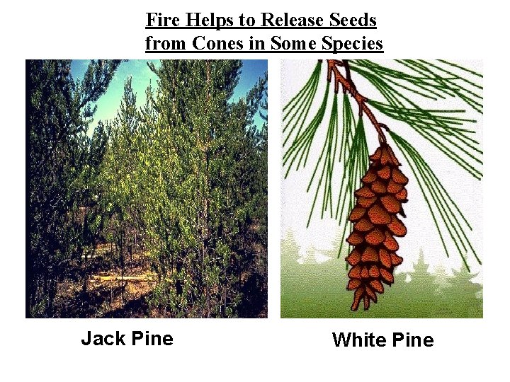 Fire Helps to Release Seeds from Cones in Some Species Jack Pine White Pine