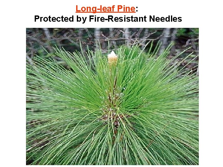 Long-leaf Pine: Protected by Fire-Resistant Needles 