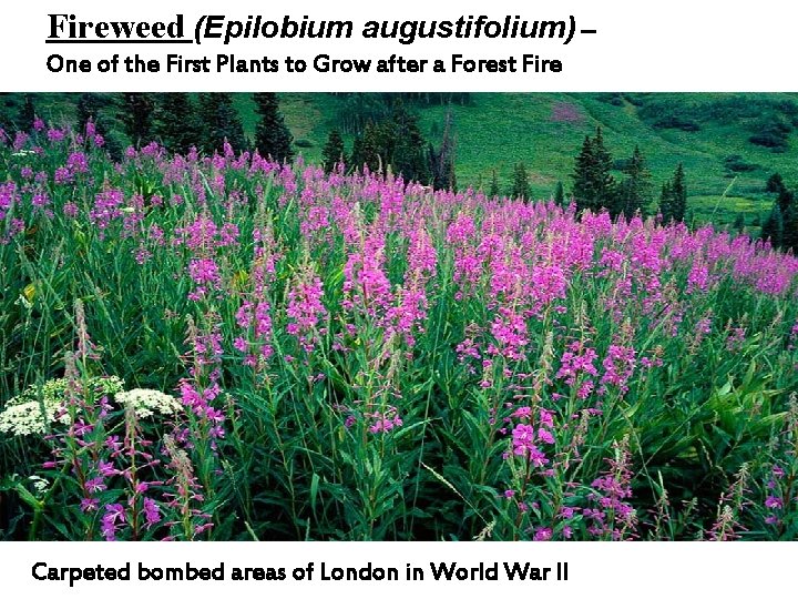 Fireweed (Epilobium augustifolium) – One of the First Plants to Grow after a Forest
