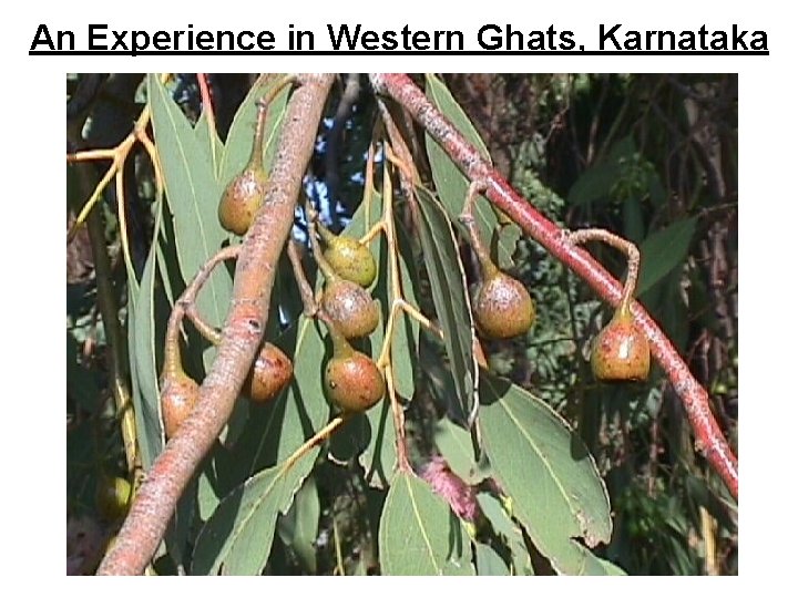 An Experience in Western Ghats, Karnataka 