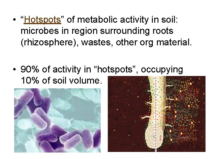  • “Hotspots” of metabolic activity in soil: microbes in region surrounding roots (rhizosphere),
