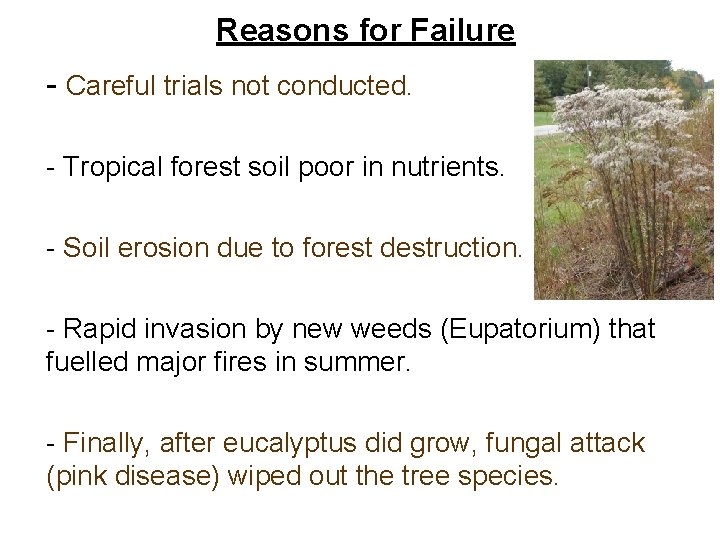 Reasons for Failure - Careful trials not conducted. - Tropical forest soil poor in