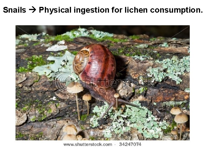 Snails Physical ingestion for lichen consumption. 
