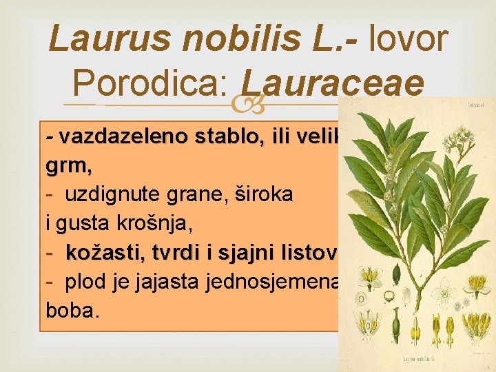 Laurus nobilis L. - lovor Porodica: Lauraceae - vazdazeleno stablo, ili veliki grm, -
