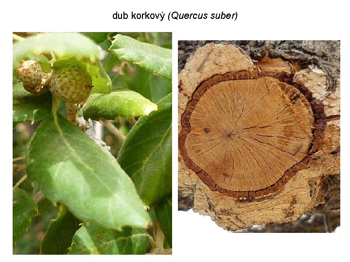 dub korkový (Quercus suber) 