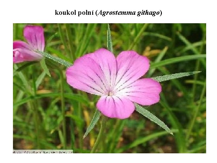 koukol polní (Agrostemma githago) 