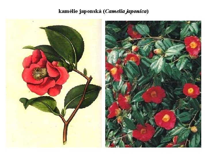 kamélie japonská (Camelia japonica) 