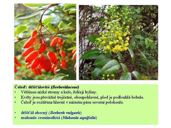Čeleď: dřišťálovité (Berberidaceae) • Většinou nízké stromy a keře, řidčeji byliny. • Květy jsou