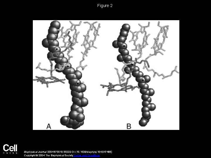 Figure 2 Biophysical Journal 2004 873010 -3022 DOI: (10. 1529/biophysj. 104. 047498) Copyright ©