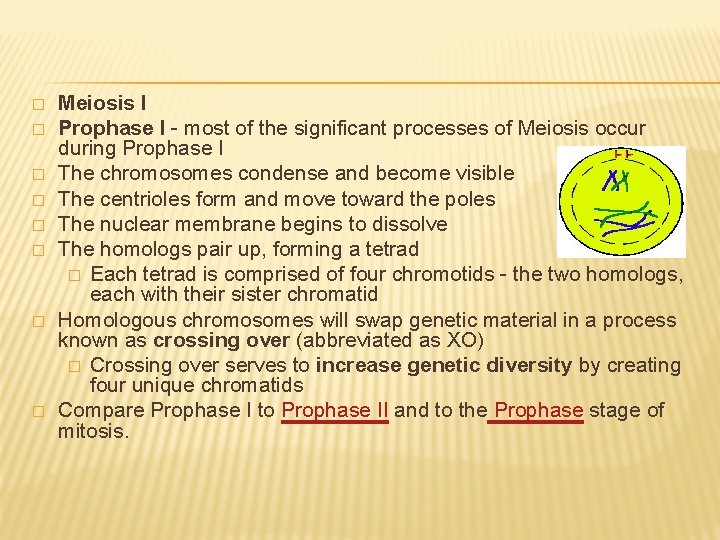 � � � � Meiosis I Prophase I - most of the significant processes