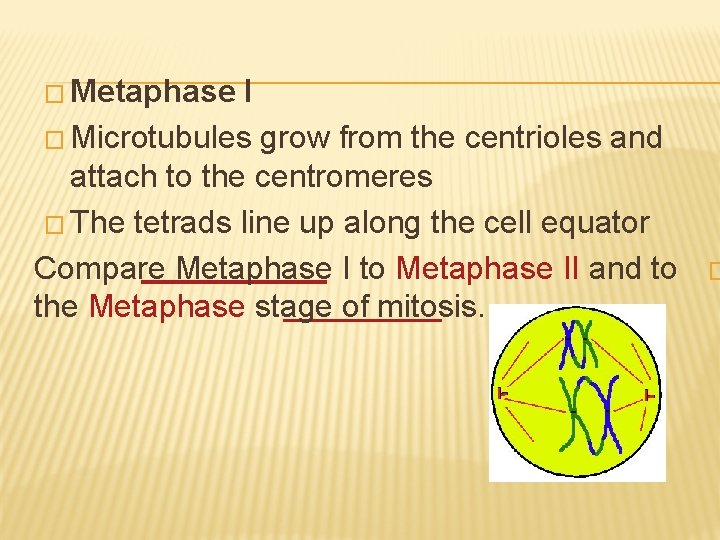 � Metaphase I � Microtubules grow from the centrioles and attach to the centromeres