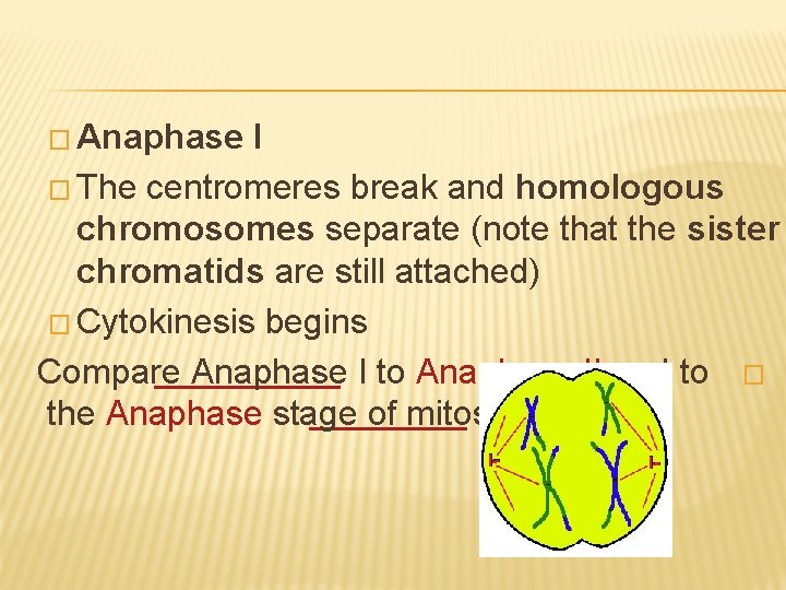 � Anaphase I � The centromeres break and homologous chromosomes separate (note that the