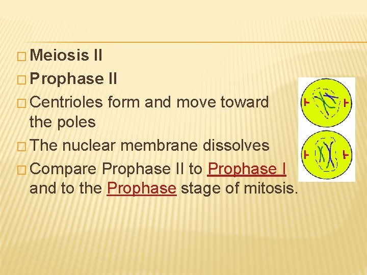 � Meiosis II � Prophase II � Centrioles form and move toward the poles