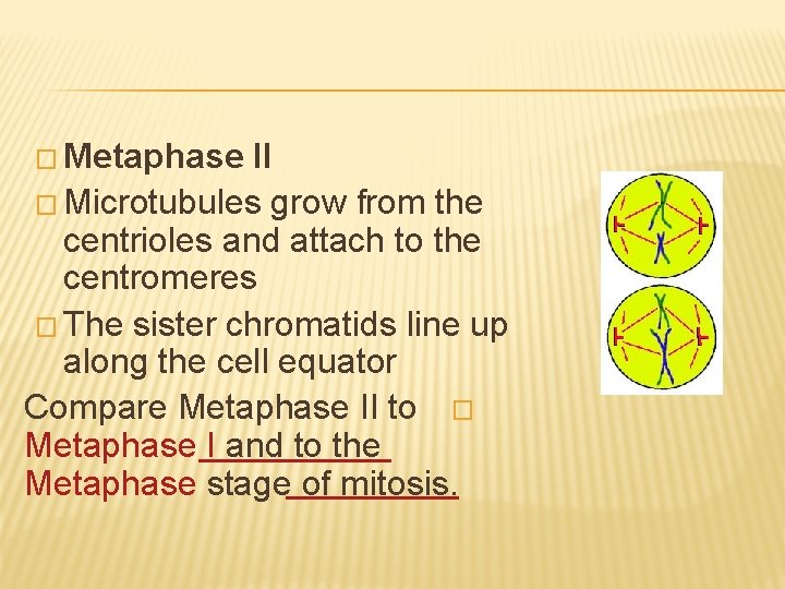 � Metaphase II � Microtubules grow from the centrioles and attach to the centromeres