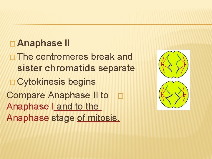 � Anaphase II � The centromeres break and sister chromatids separate � Cytokinesis begins