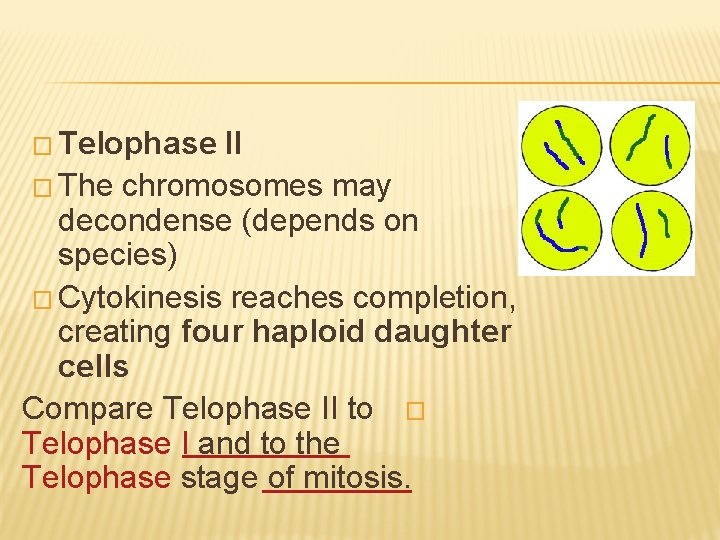 � Telophase II � The chromosomes may decondense (depends on species) � Cytokinesis reaches