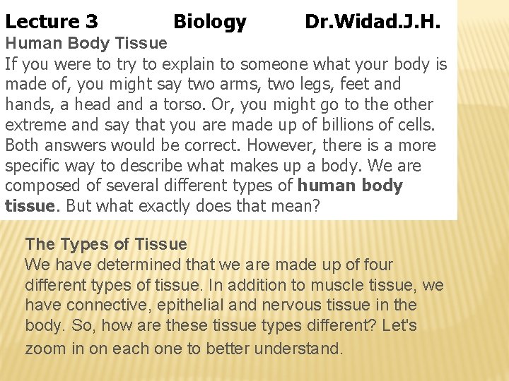 Lecture 3 Biology Dr. Widad. J. H. Human Body Tissue If you were to