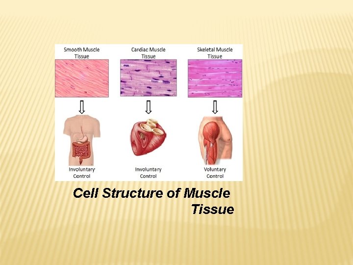 Cell Structure of Muscle Tissue 